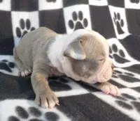 Josie, a female Boston Terrier for sale in Silex, MO – Photo 2 of 9