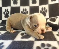 Josie, a female Boston Terrier for sale in Silex, MO – Photo 6 of 9