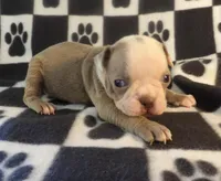 Josie, a female Boston Terrier for sale in Silex, MO – Photo 4 of 9