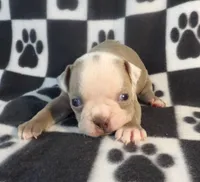 Josie, a female Boston Terrier for sale in Silex, MO – Photo 1 of 9