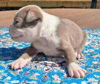 MIlly, a female Boston Terrier for sale in Silex, MO – 9 of 10