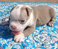 MIlly, a female Boston Terrier for sale in Silex, MO – 10 of 10