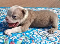 Marcy, a female Boston Terrier for sale in Silex, MO – 3 of 9