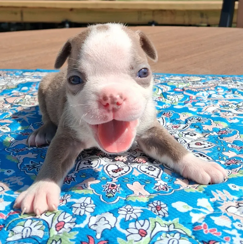 MIlly – Boston Terrier puppy for sale in Silex, MO