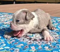 Moe, a male Boston Terrier for sale in Silex, MO – 2 of 9