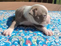 Mary, a female Boston Terrier for sale in Silex, MO – 3 of 10