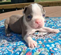 Max, a male Boston Terrier for sale in Silex, MO – 1 of 9