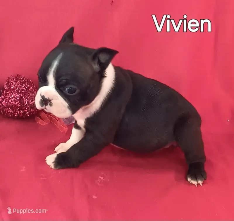 Vivien-AKC, ON HOLD