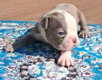 Moe, a male Boston Terrier for sale in Silex, MO – 8 of 9