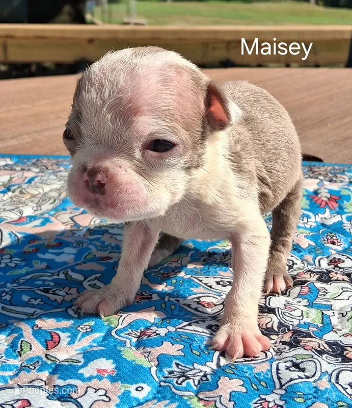 Maisey – Boston Terrier puppy for sale in Silex, MO