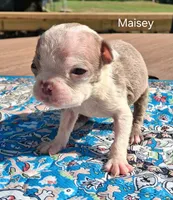 Maisey, a female Boston Terrier for sale in Silex, MO – 1 of 9