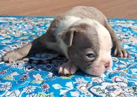 Moe, a male Boston Terrier for sale in Silex, MO – 9 of 9