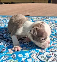 Maisey, a female Boston Terrier for sale in Silex, MO – 4 of 9