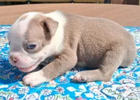 MIlly, a female Boston Terrier for sale in Silex, MO – 6 of 10