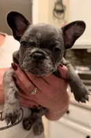 Lucy, a female French Bulldog for sale in Albuquerque, NM – 1 of 3