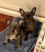 Lucy, a female French Bulldog for sale in Albuquerque, NM – 2 of 3