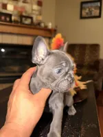 Isabella, a female French Bulldog for sale in Albuquerque, NM – 4 of 6