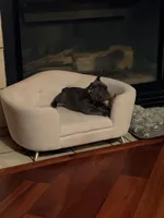 Isabella, a female French Bulldog for sale in Albuquerque, NM – 3 of 6