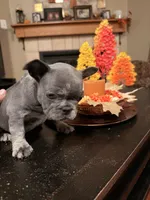 Lucy, a female French Bulldog for sale in Albuquerque, NM – 3 of 3