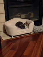 Isabella, a female French Bulldog for sale in Albuquerque, NM – 6 of 6