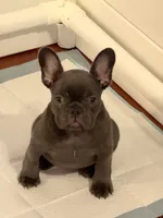 Isabella, a female French Bulldog for sale in Albuquerque, NM – 2 of 6