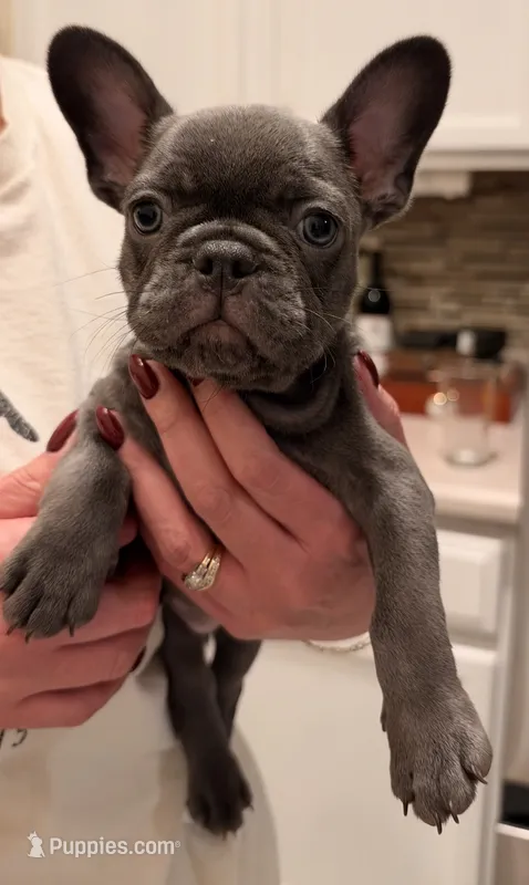 Isabella, a female French Bulldog for sale in Albuquerque, NM – 1 of 6