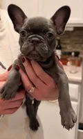 Isabella, a female French Bulldog for sale in Albuquerque, NM – 1 of 6