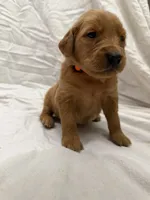Orange (Boy), a male Golden Retriever for sale in Jackson, GA – 3 of 3