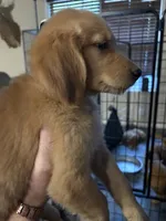  (Boy), a male Golden Retriever for sale in Jackson, GA – 6 of 7