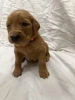 Orange (Boy), a male Golden Retriever for sale in Jackson, GA – 1 of 3