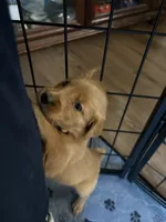 Golden Retrievers, a female Golden Retriever for sale in Jackson, GA – 8 of 8