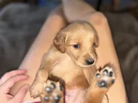Orange (boy), a male Golden Retriever for sale in Jackson, GA – 4 of 8