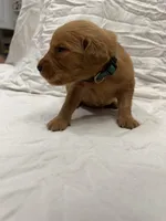 Green (Boy), a male Golden Retriever for sale in Jackson, GA – 1 of 2