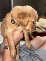 Orange (boy), a male Golden Retriever for sale in Jackson, GA – 7 of 8