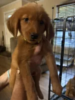 Yellow/bright yellow (girl), a female Golden Retriever for sale in Jackson, GA – 9 of 10