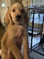  (Boy), a male Golden Retriever for sale in Jackson, GA – 7 of 7