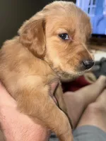 Orange (boy), a male Golden Retriever for sale in Jackson, GA – 5 of 8