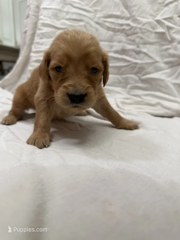 Red ( Boy) – Golden Retriever puppy for sale in Jackson, GA