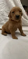 Orange (Boy), a male Golden Retriever for sale in Jackson, GA – 2 of 3
