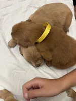 Yellow (girl), a female Golden Retriever for sale in Jackson, GA – 2 of 4