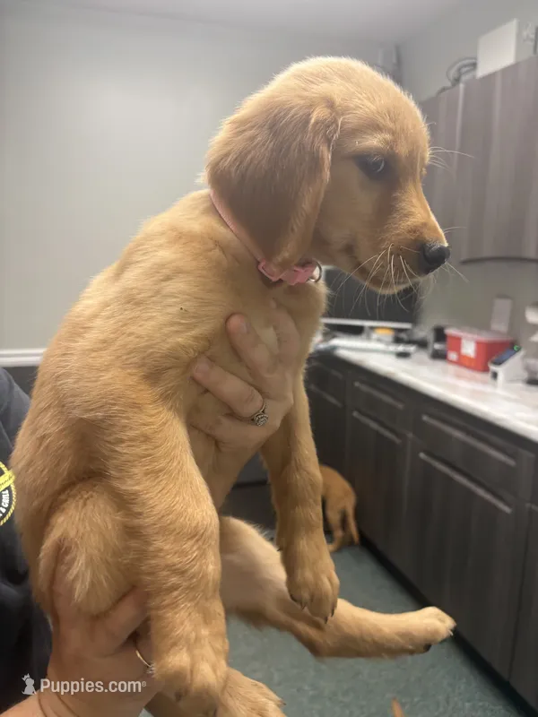 Pink (Girl) – Golden Retriever puppy for sale in Jackson, GA