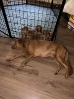 Golden Retrievers, a female Golden Retriever for sale in Jackson, GA – 2 of 8
