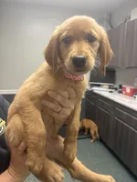 Pink (Girl), a female Golden Retriever for sale in Jackson, GA – 2 of 2