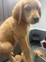 Red (boy), a male Golden Retriever for sale in Jackson, GA – 2 of 2