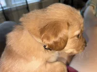 Orange (boy), a male Golden Retriever for sale in Jackson, GA – 6 of 8