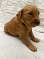 Golden Retrievers, a female Golden Retriever for sale in Jackson, GA – 1 of 8