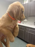 Orange (Boy), a male Golden Retriever for sale in Jackson, GA – 2 of 2