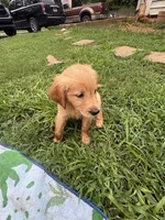 Golden Retrievers, a female Golden Retriever for sale in Jackson, GA – 10 of 10