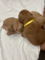 Yellow (girl), a female Golden Retriever for sale in Jackson, GA – 4 of 4
