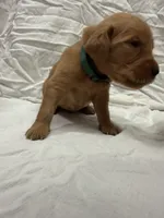 Green (Boy), a male Golden Retriever for sale in Jackson, GA – 2 of 2